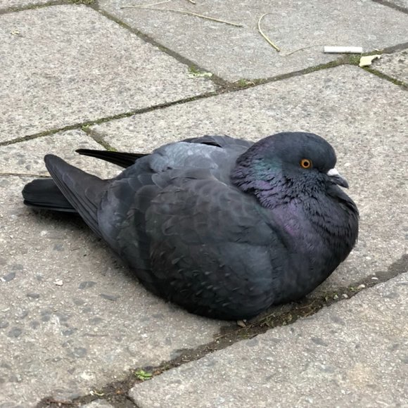 Meet your Posher, Claire - Picture 4 of 7